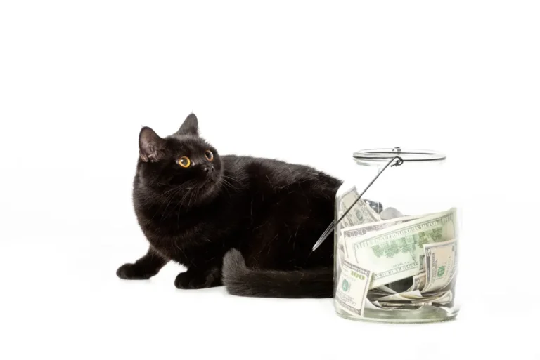 Adorable black british shorthair cat near jar with cash money