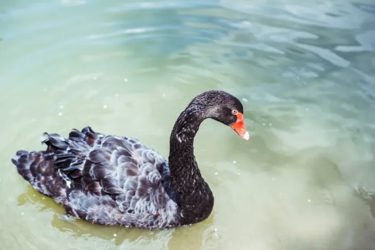 Black swan
